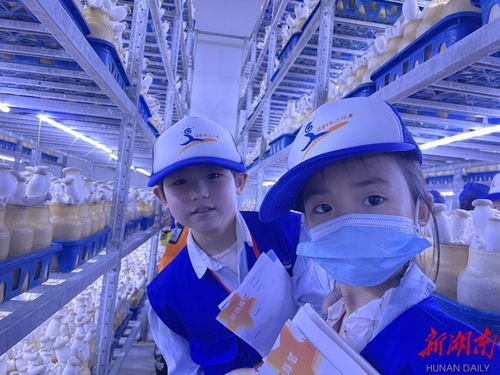 永州湖南日?qǐng)?bào)小記者探訪杏鮑菇成長(zhǎng)奧秘，感受生物科技魅力